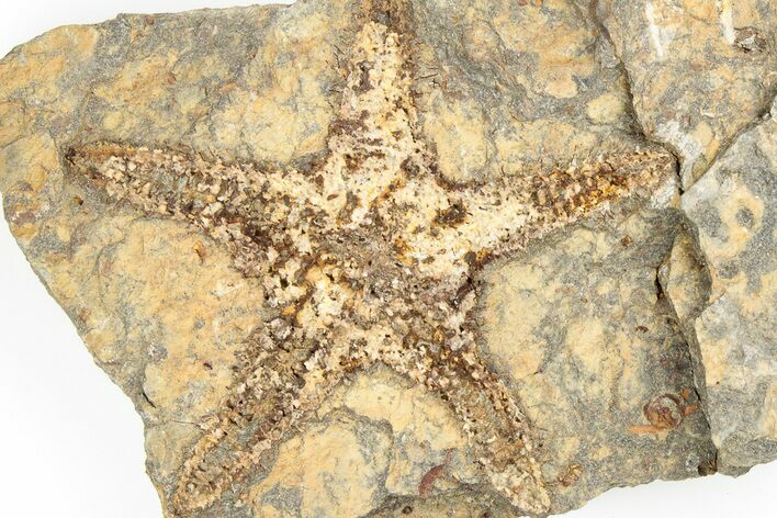 Ordovician Starfish (Petraster?) Fossil - Morocco #193736